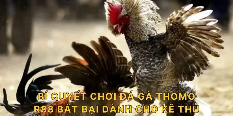 Bí quyết chơi đá gà Thomo R88 bất bại dành cho kê thủ 