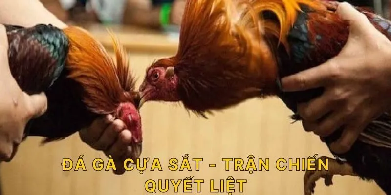 Đá Gà Cựa Sắt - trận chiến quyết liệt 