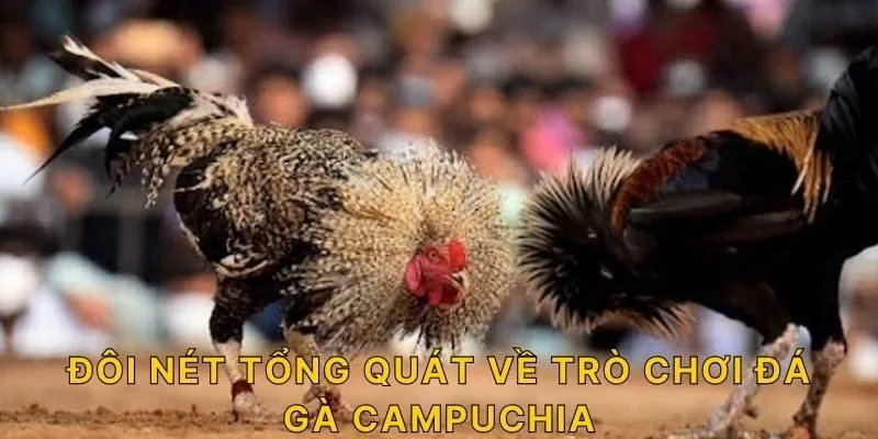 Đôi nét tổng quát về trò chơi Đá gà campuchia